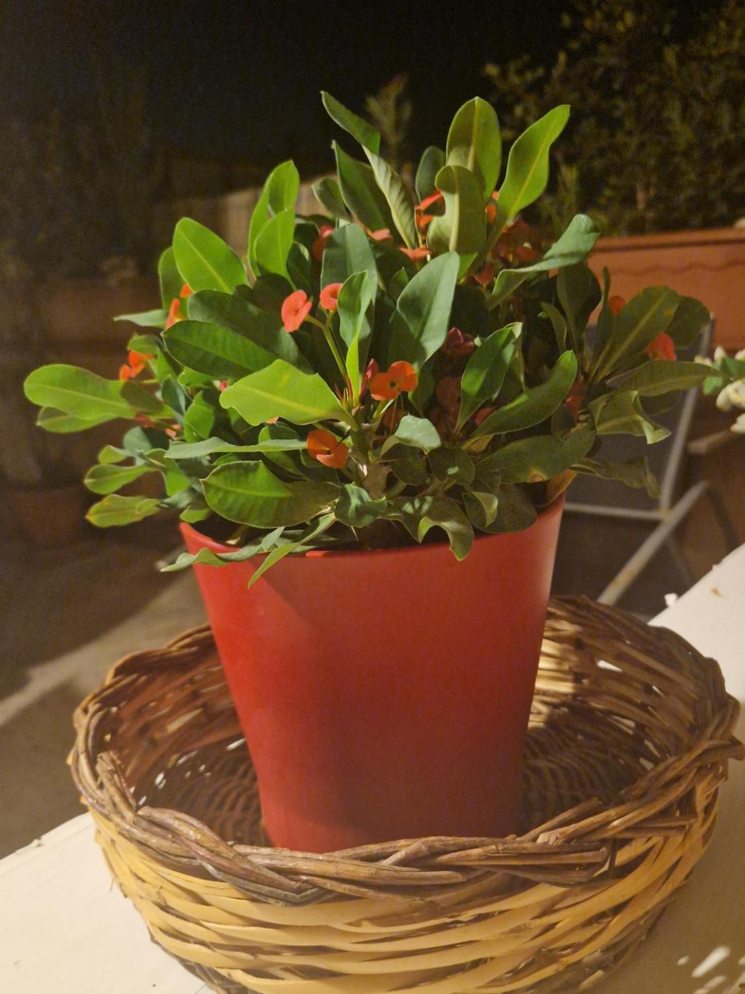 La Casa Di Melina - Home Book & Green Lovely Terrace 帕基诺 外观 照片